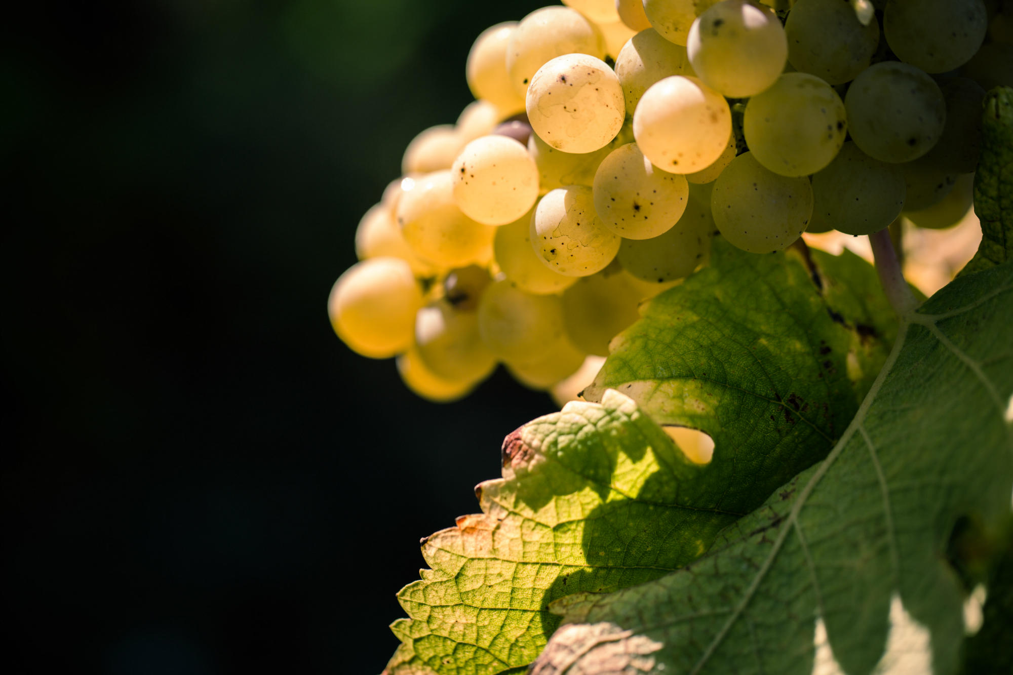 世界上种植面积最广的酿酒葡萄——白葡萄篇