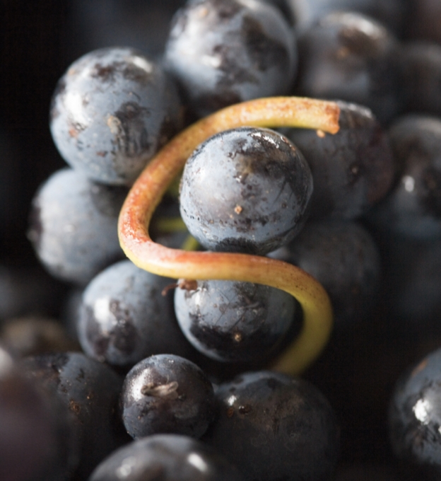 勃艮第红葡萄酒的整串发酵和去梗发酵