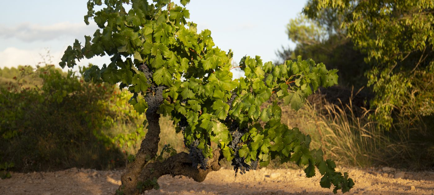 卡瓦酿造商对静止葡萄酒的探索