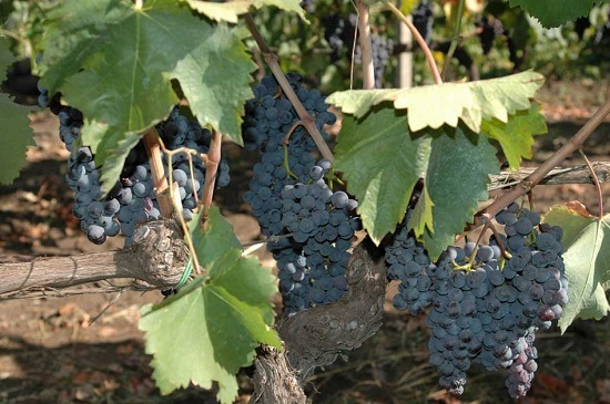 意大利五大桃红葡萄酒品种
