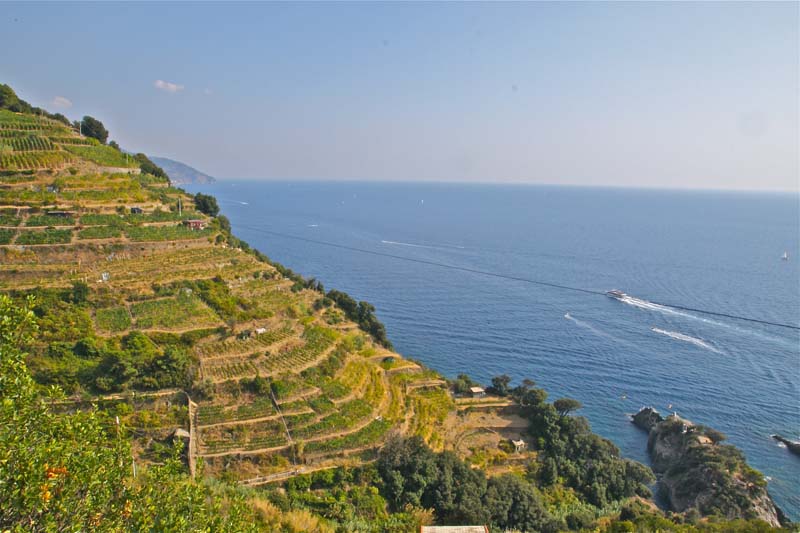 利古里亚的本土葡萄品种和特色葡萄酒