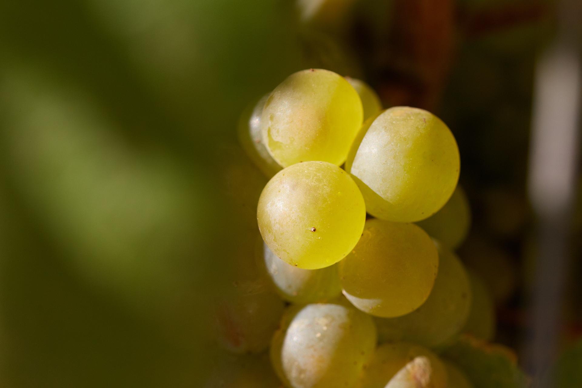 世界上种植面积最广的酿酒葡萄（白葡萄篇）
