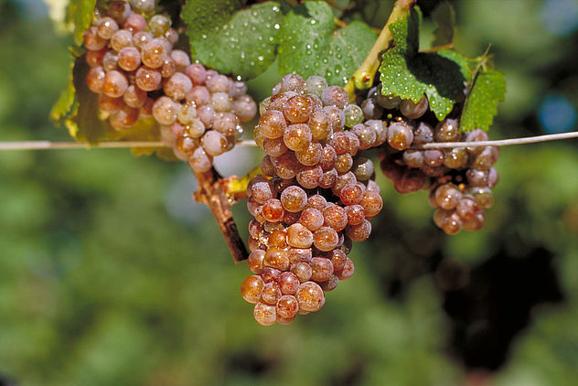 法国汝拉的萨瓦标志性葡萄品种：萨瓦涅