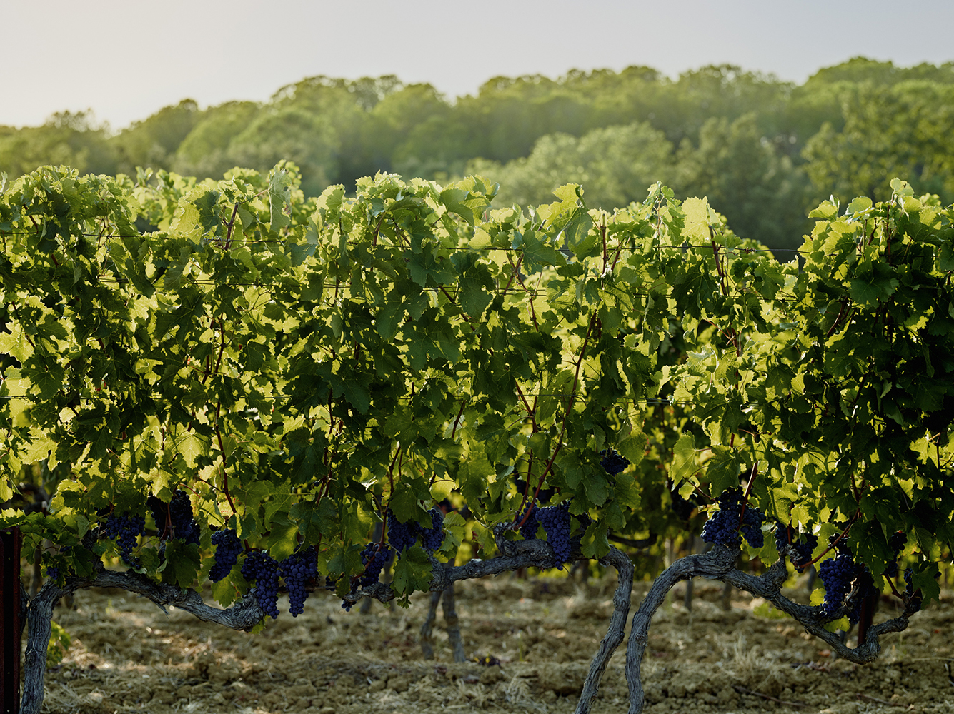 全球种植面积最广的酿酒葡萄（红葡萄篇）