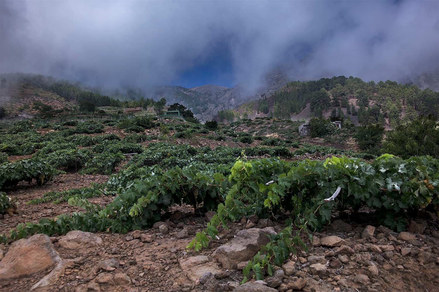 火山土壤對葡萄酒的影響