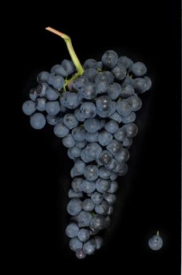特伦蒂诺-上阿迪杰的本土葡萄品种及葡萄酒
