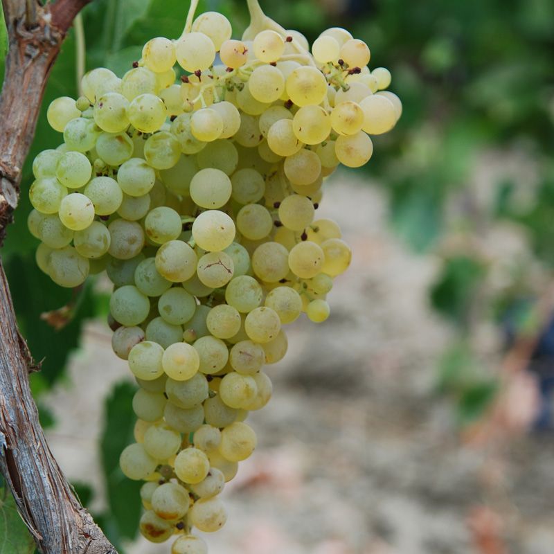 西西里的本土白葡萄品种