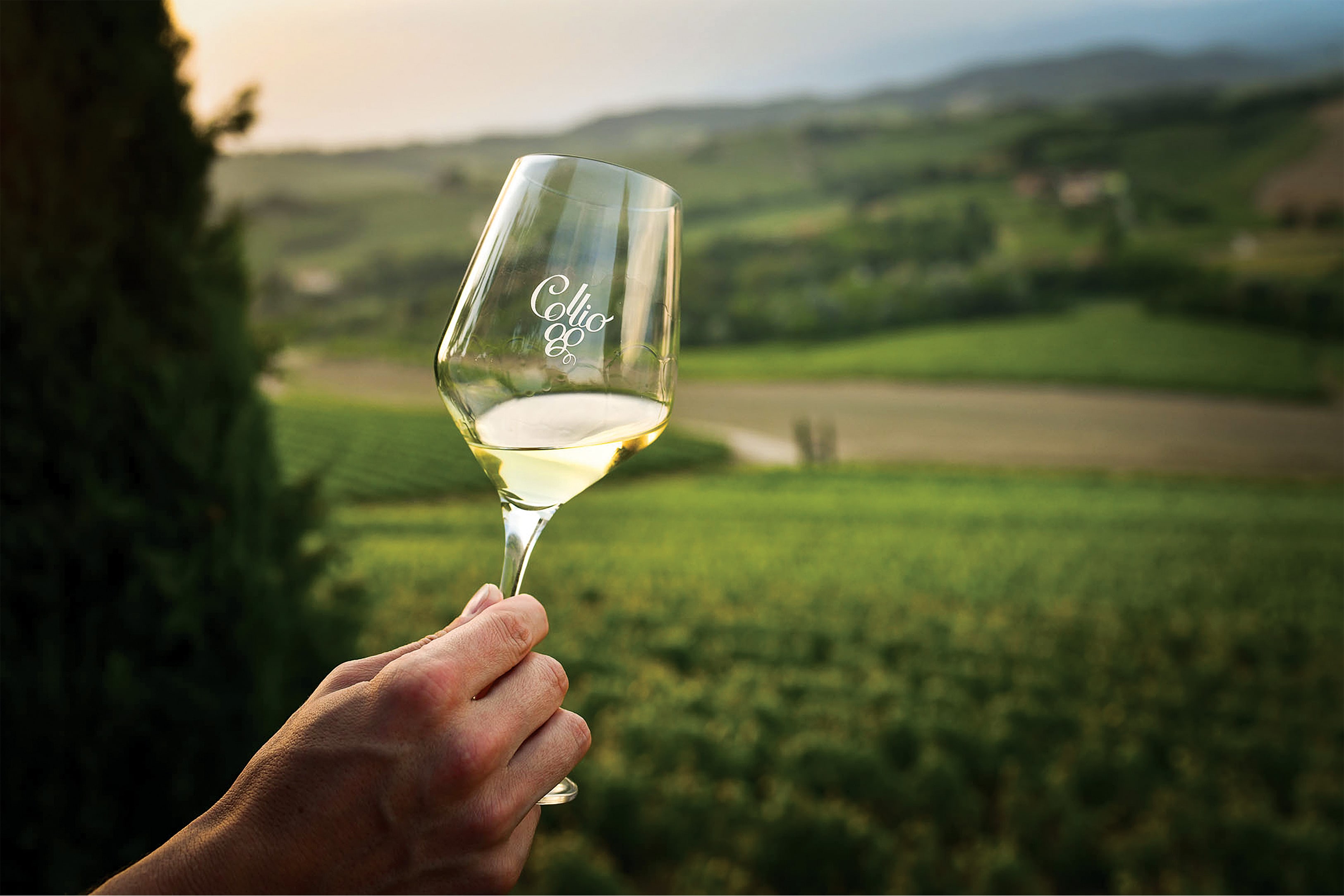 弗留利的白葡萄酒：混酿、单品种和橙酒