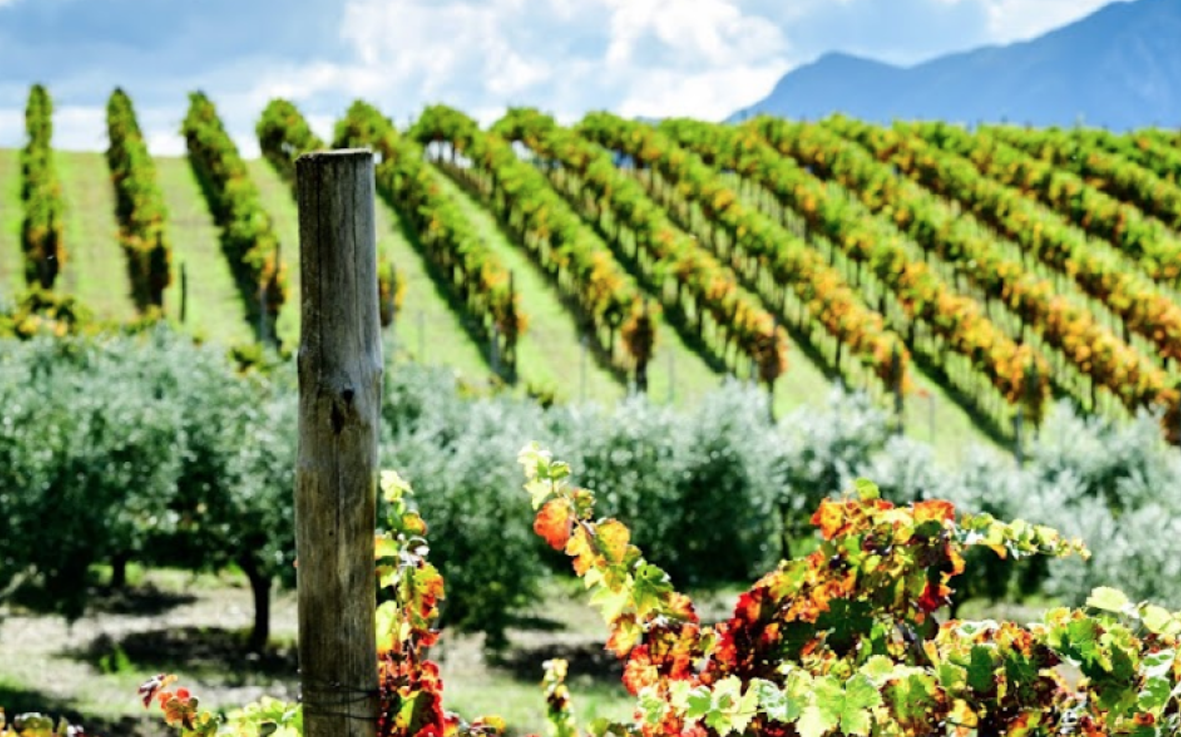 意大利南部标杆：图拉斯红葡萄酒