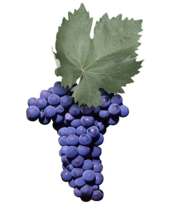 普利亚的外乡葡萄种类