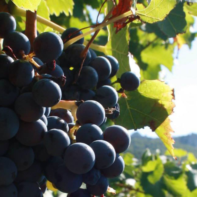 世界上种植面积最广的酿酒葡萄——红葡萄篇