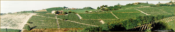 巴罗洛五大中间村落子及其优异葡萄园