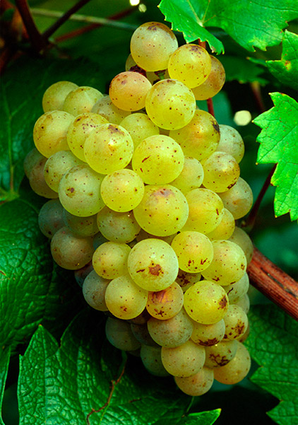 这些勃艮第小众葡萄品种，你知道几个？