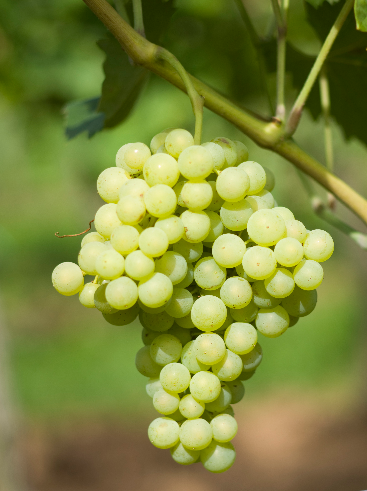 世界上种植面积最广的酿酒葡萄——白葡萄篇