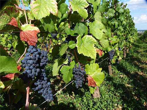 多尔修庄园：尊重自然，林地和皮革的香气，当提及酒庄出产的黑皮诺葡萄酒的风格时，顺应风土